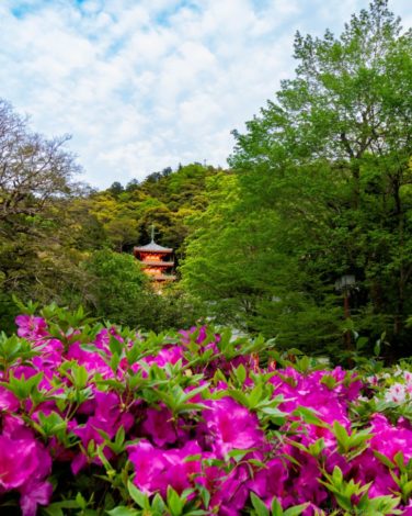 岐阜公園三重塔とつつじ