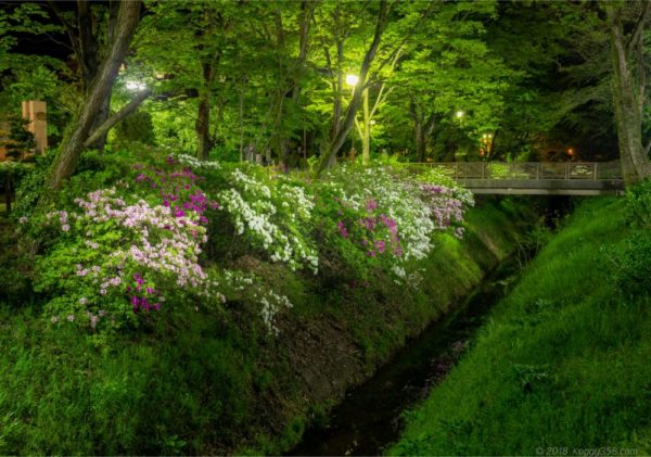 岐阜公園に咲くつつじ