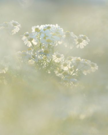 大垣のカミツレ（カモミール）