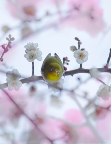 熱田神宮のウメジロー