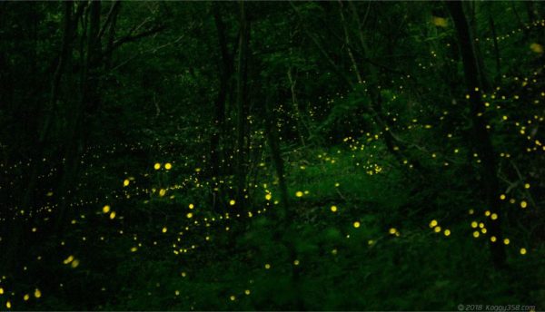 ホタルの鑑賞・撮影マナーまとめ。マナー守れない奴は見る資格ナシ