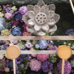 常念寺のあじさい手水舎と蓮を撮影【御裳神社とハシゴがおすすめ】