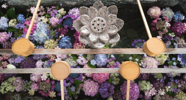 常念寺のあじさい手水舎と蓮を撮影【御裳神社とハシゴがおすすめ】