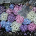 岐阜市の若江神社のあじさいの手水舎がゆっくり撮影出来ておススメ