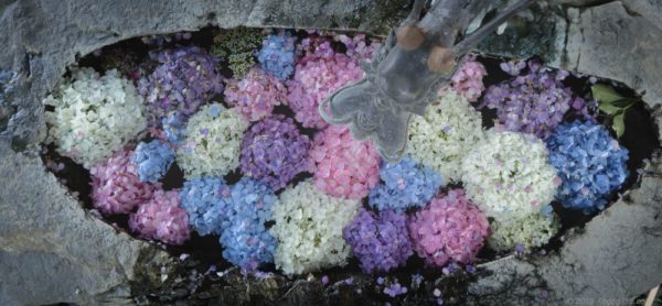 岐阜市の若江神社のあじさいの手水舎がゆっくり撮影出来ておススメ こぎフォト ダイアログ