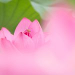 蓮の撮り方のポイントに作例やアイデアを解説【森川花はす田で撮影】