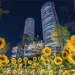 【ひまわりにクリスマス】大名古屋ビルヂング、スカイガーデンのイルミネーションを撮影