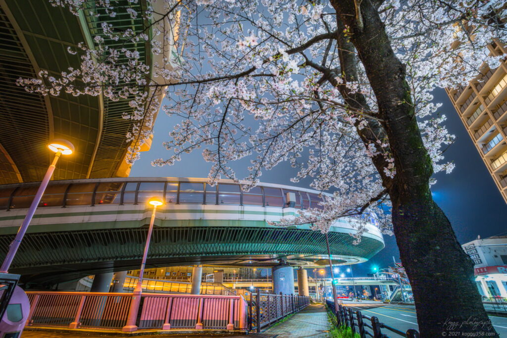 黒川インターで夜桜の夜景を撮影