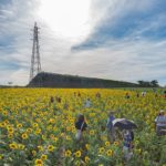 観光農園花ひろばのひまわり【混雑やアクセス、見ごろ情報あり】