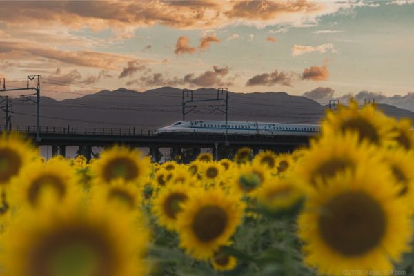 大垣ひまわり畑でマジックアワーと新幹線を撮影してきた！