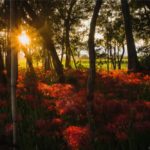彼岸花を岐阜県本巣市のやすらぎの林で撮影【木漏れ日と夕方が絶景】