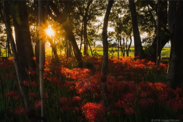 彼岸花を岐阜県本巣市のやすらぎの林で撮影【木漏れ日と夕方が絶景】