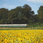 いなべ市で三岐鉄道とひまわり・コスモス畑(上笠田)、そばの花畑(大安町丹生川)を撮影!
