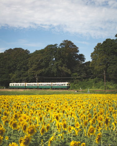 いなべ市で三岐鉄道とひまわりやコスモス そばの花の畑を撮影 こぎフォト ダイアログ