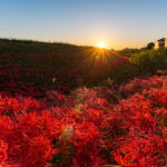 東海最大級！矢勝川の彼岸花のマジックアワーに夜景、花嫁行列を撮影