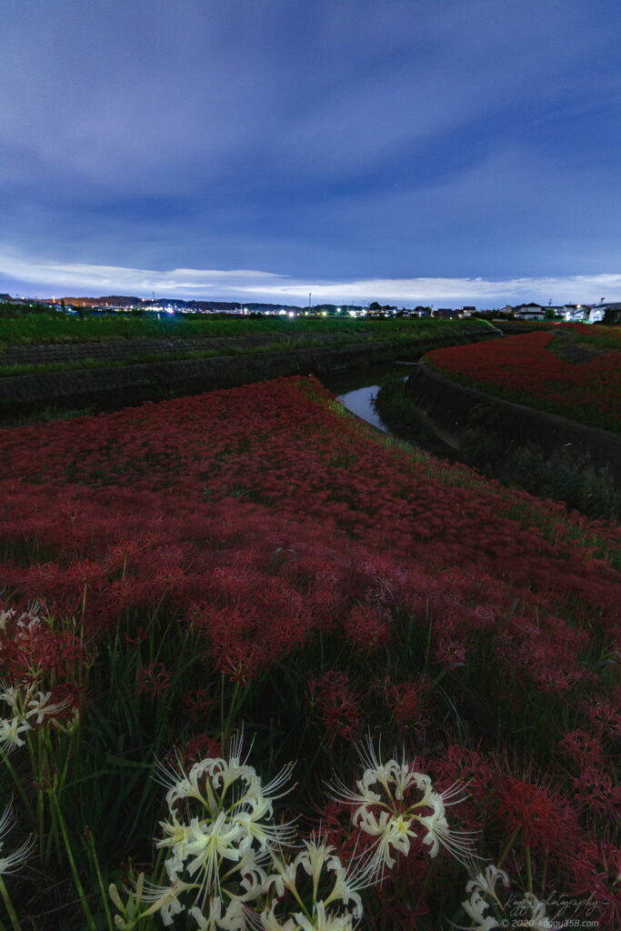 半田市矢勝川の彼岸花と深夜の夜景を撮影