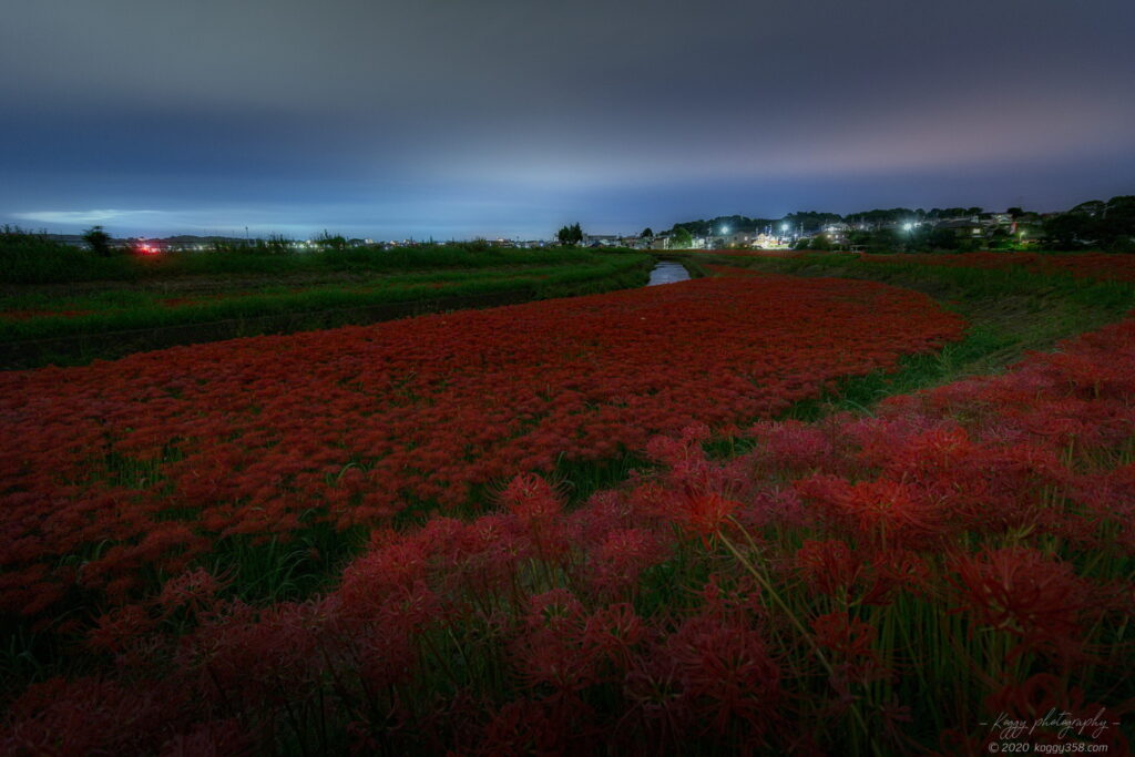 半田市矢勝川の彼岸花と深夜の夜景を撮影
