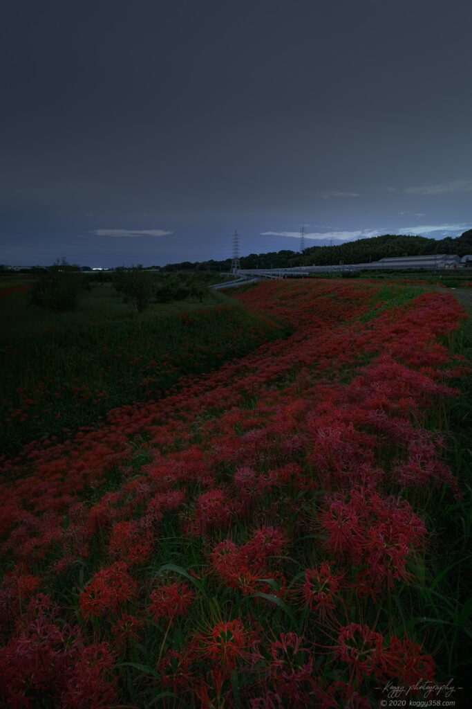 半田市矢勝川の彼岸花と深夜の夜景を撮影