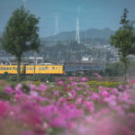 三重県東員町のコスモスと黄色い三岐鉄道を撮影【10月下旬が見ごろ】