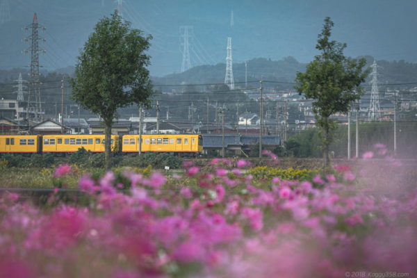 三重県東員町のコスモスと黄色い三岐鉄道を撮影【10月下旬が見ごろ】
