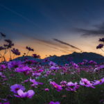 三重県菰野町のコスモスを撮ってきた！風景撮影におススメのスポット！
