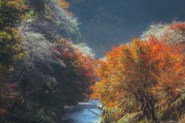 小原の四季桜と紅葉のコラボを撮影！見頃・渋滞・駐車場の情報アリ！