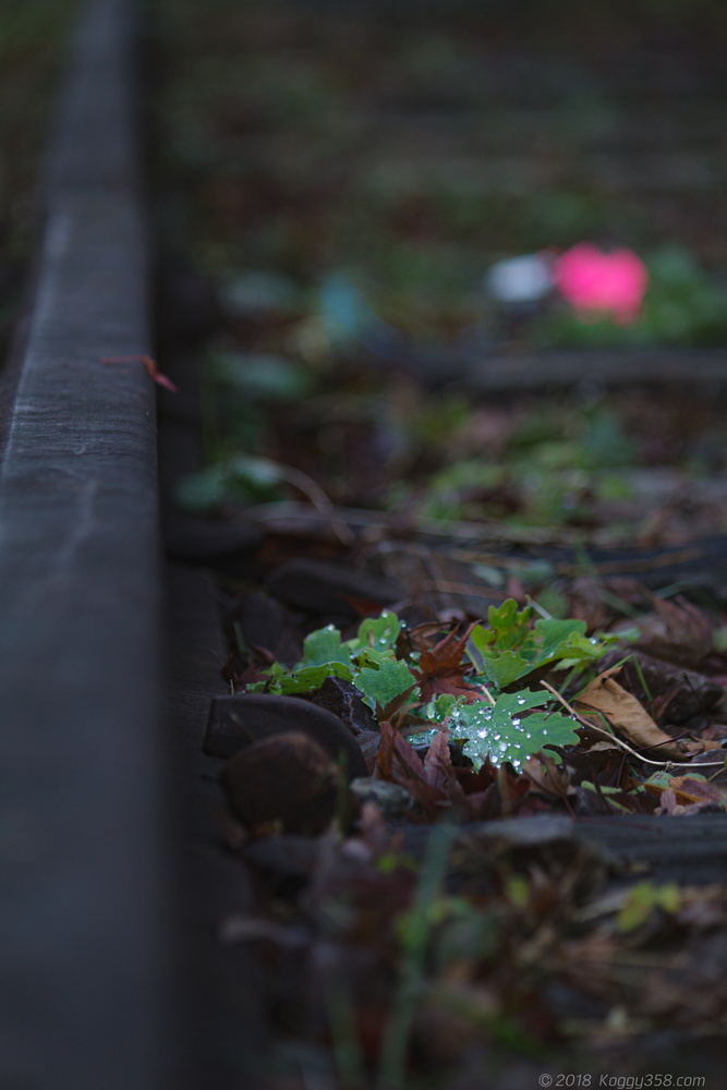 線路を歩ける廃線!三河広瀬駅で紅葉と四季桜を撮影【見頃は11月末】