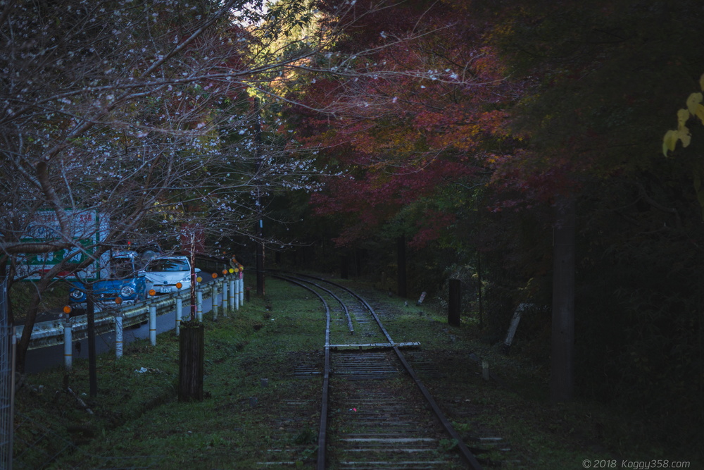線路を歩ける廃線!三河広瀬駅で紅葉と四季桜を撮影【見頃は11月末】