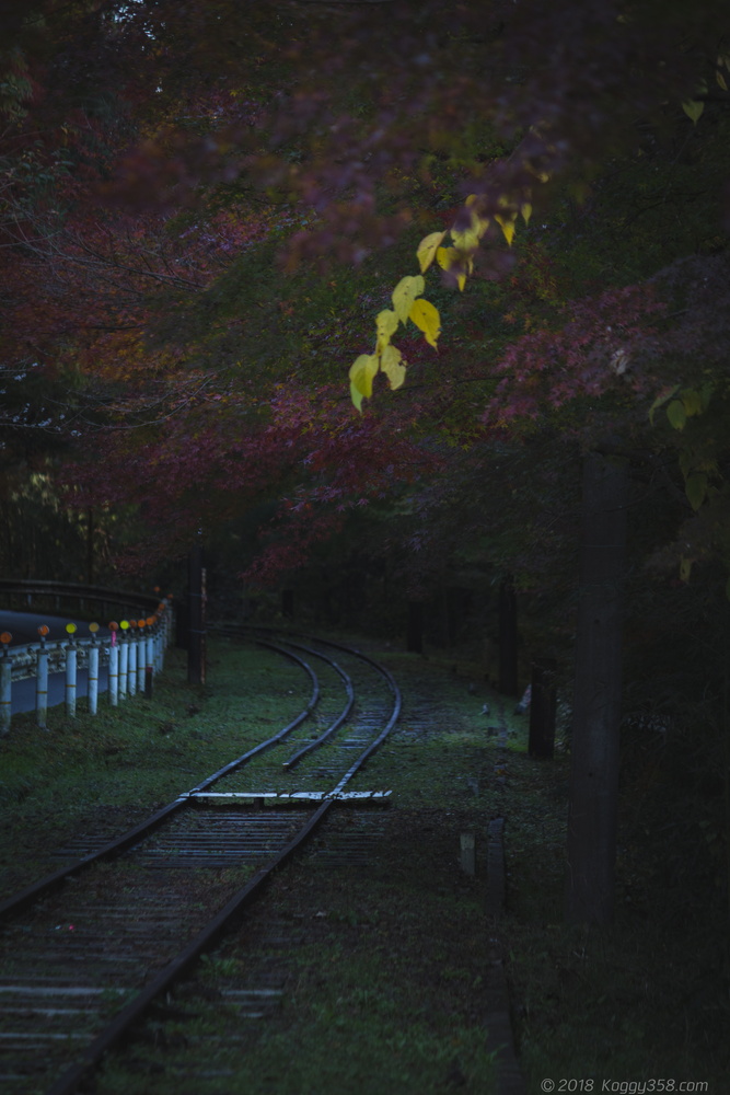 線路を歩ける廃線!三河広瀬駅で紅葉と四季桜を撮影【見頃は11月末】