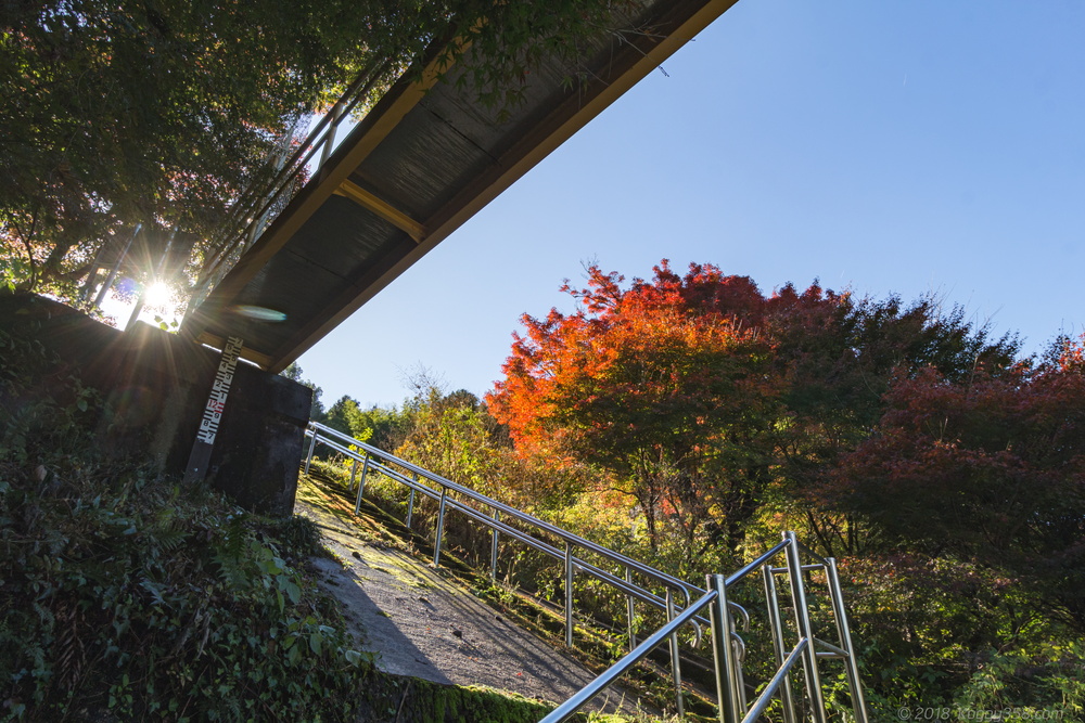 線路を歩ける廃線!三河広瀬駅で紅葉と四季桜を撮影【見頃は11月末】