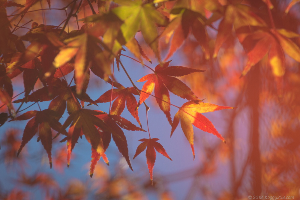 線路を歩ける廃線!三河広瀬駅で紅葉と四季桜を撮影【見頃は11月末】