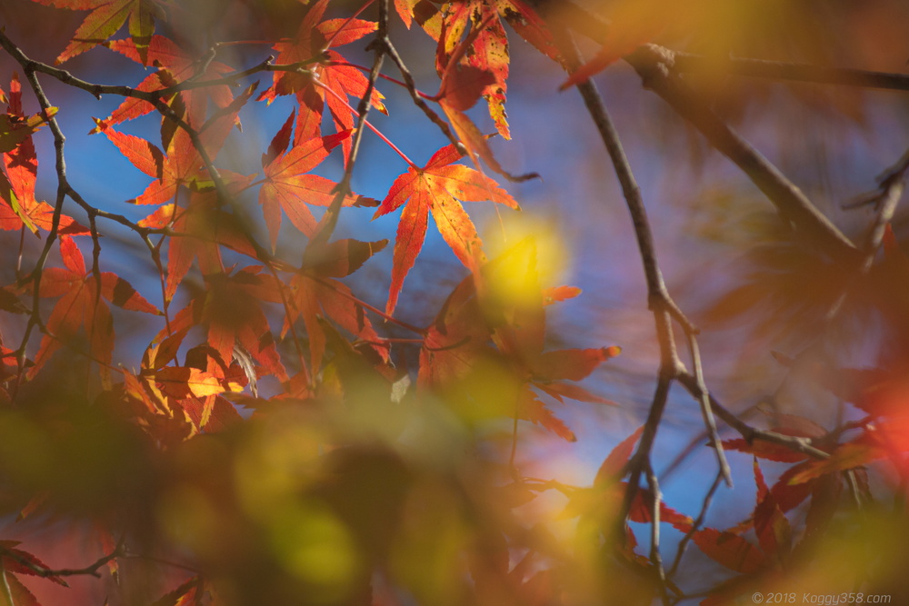線路を歩ける廃線!三河広瀬駅で紅葉と四季桜を撮影【見頃は11月末】
