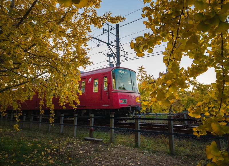 祖父江町でイチョウと名鉄電車を撮影【見ごろは11月末～12月頭】