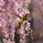 メジロ撮影で失敗しない設定やコツ・見つけ方まとめ【野鳥初心者～飛ぶメジロも】