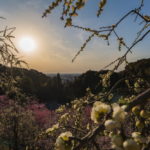 犬山の大縣神社で梅まつりと夕日を撮影【営業時間の17時以降も入れる※公式情報】