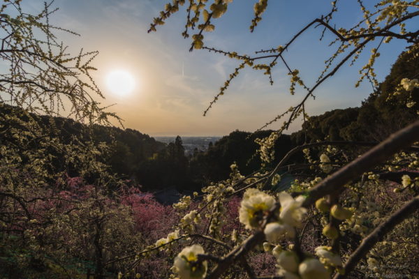 犬山の大縣神社で梅まつりと夕日を撮影【営業時間の17時以降も入れる※公式情報】
