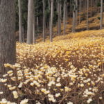 ミツマタ群生地の撮影スポットまとめ！規模大きめで有名な10か所を紹介！
