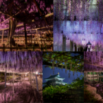 東海の藤の撮影スポット14か所【愛知,岐阜,三重】穴場やライトアップ情報アリ！