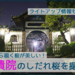 香積院（名古屋市昭和区）のしだれ桜の夜景を撮影【見頃や駐車場情報アリ】