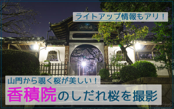 香積院（名古屋市昭和区）のしだれ桜の夜景を撮影【見頃や駐車場情報アリ】