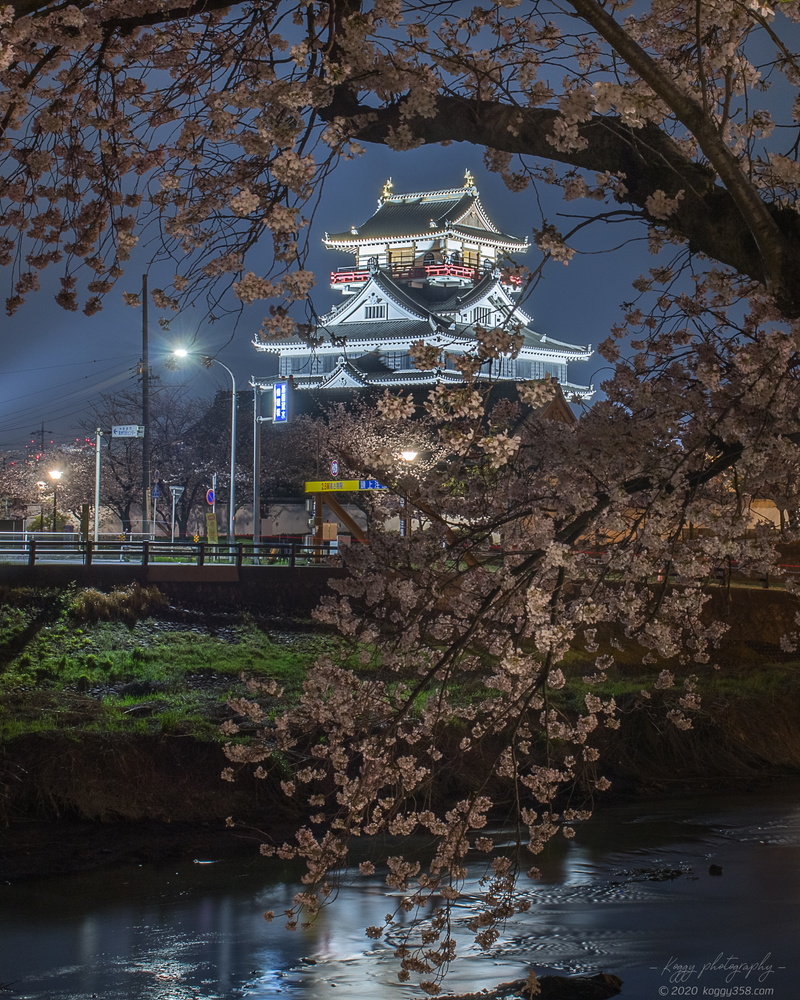 清洲城と桜の夜景