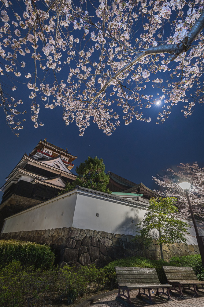 清洲城と桜の夜景