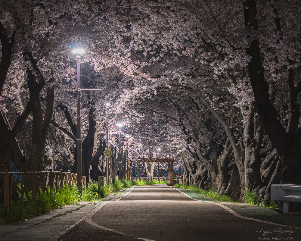 五条川（清洲城前）の桜の夜景