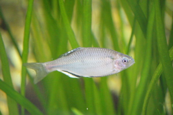 日の丸構図の写真の失敗例