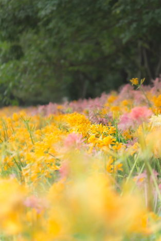 稗田川の黄色い彼岸花（リコリス）