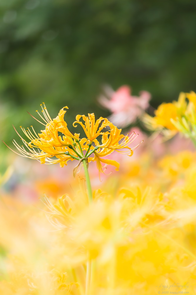 稗田川の黄色い彼岸花（リコリス）