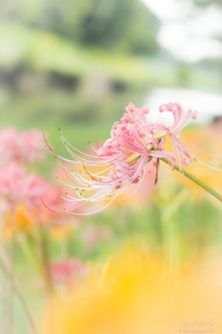 稗田川のピンクの彼岸花（リコリス）