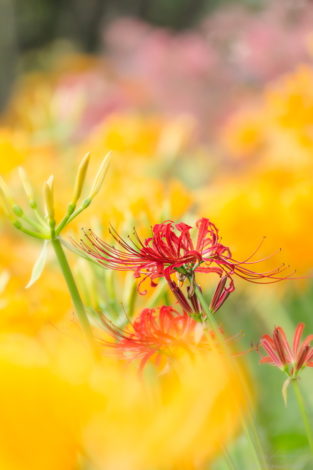 稗田川の黄色い中に咲く赤い彼岸花（リコリス）