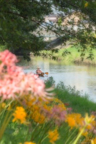 稗田川のピンクの彼岸花（リコリス）と小舟と船頭さん