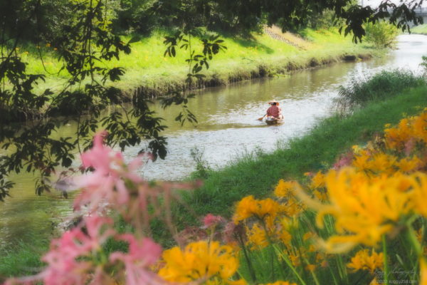 稗田川のピンクと黄色の彼岸花（リコリス）と小舟と船頭さん